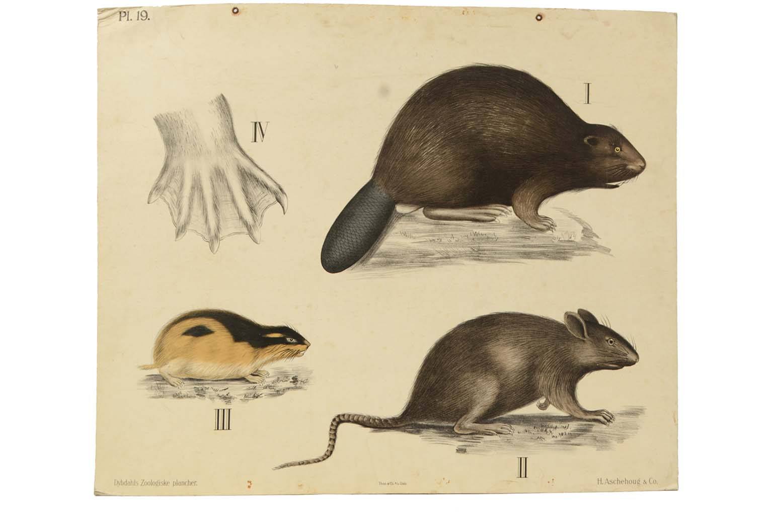 Natural history/577A10-Zoological plate