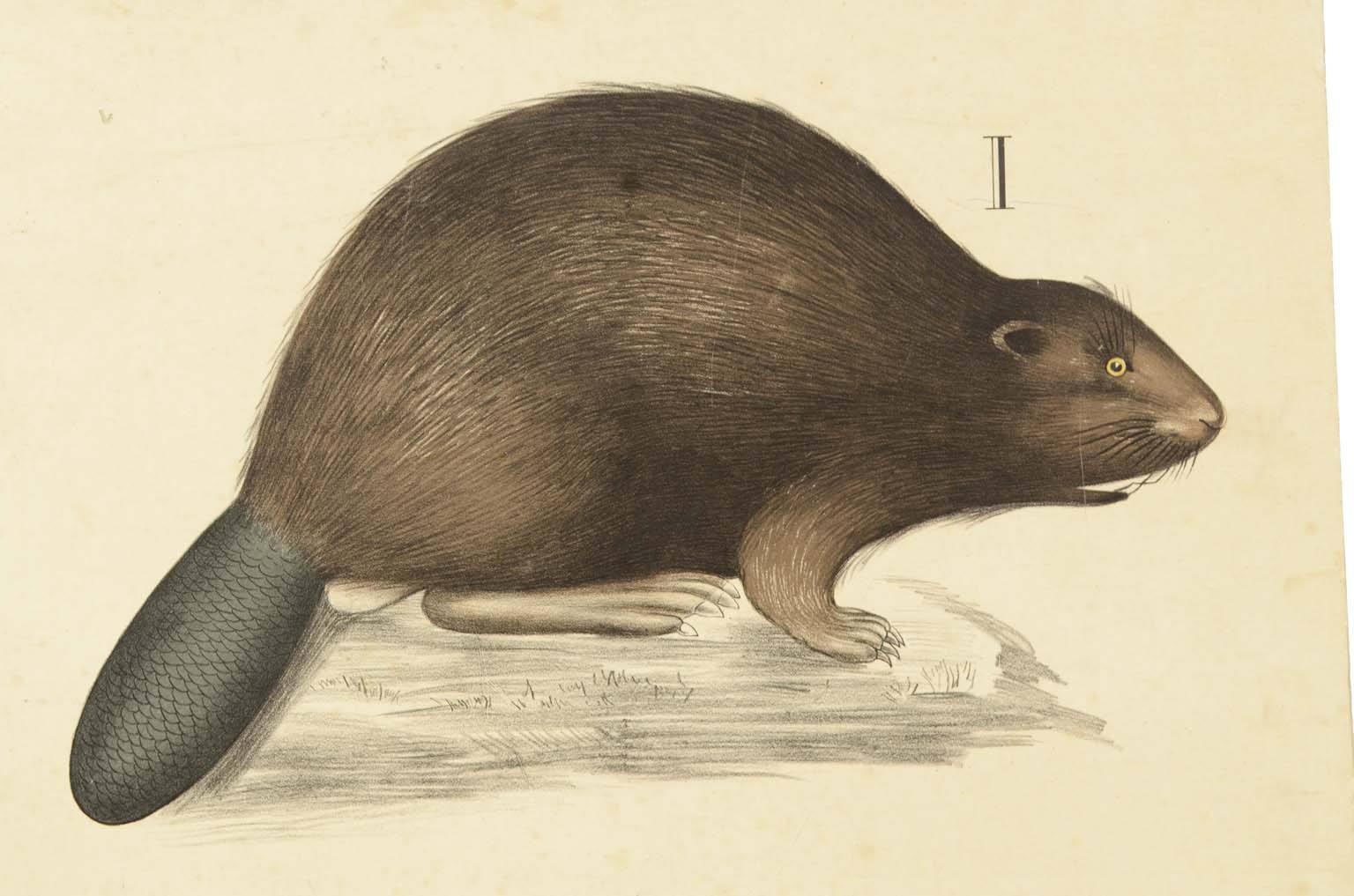 Storia naturale/577A10-Tavola zoologica