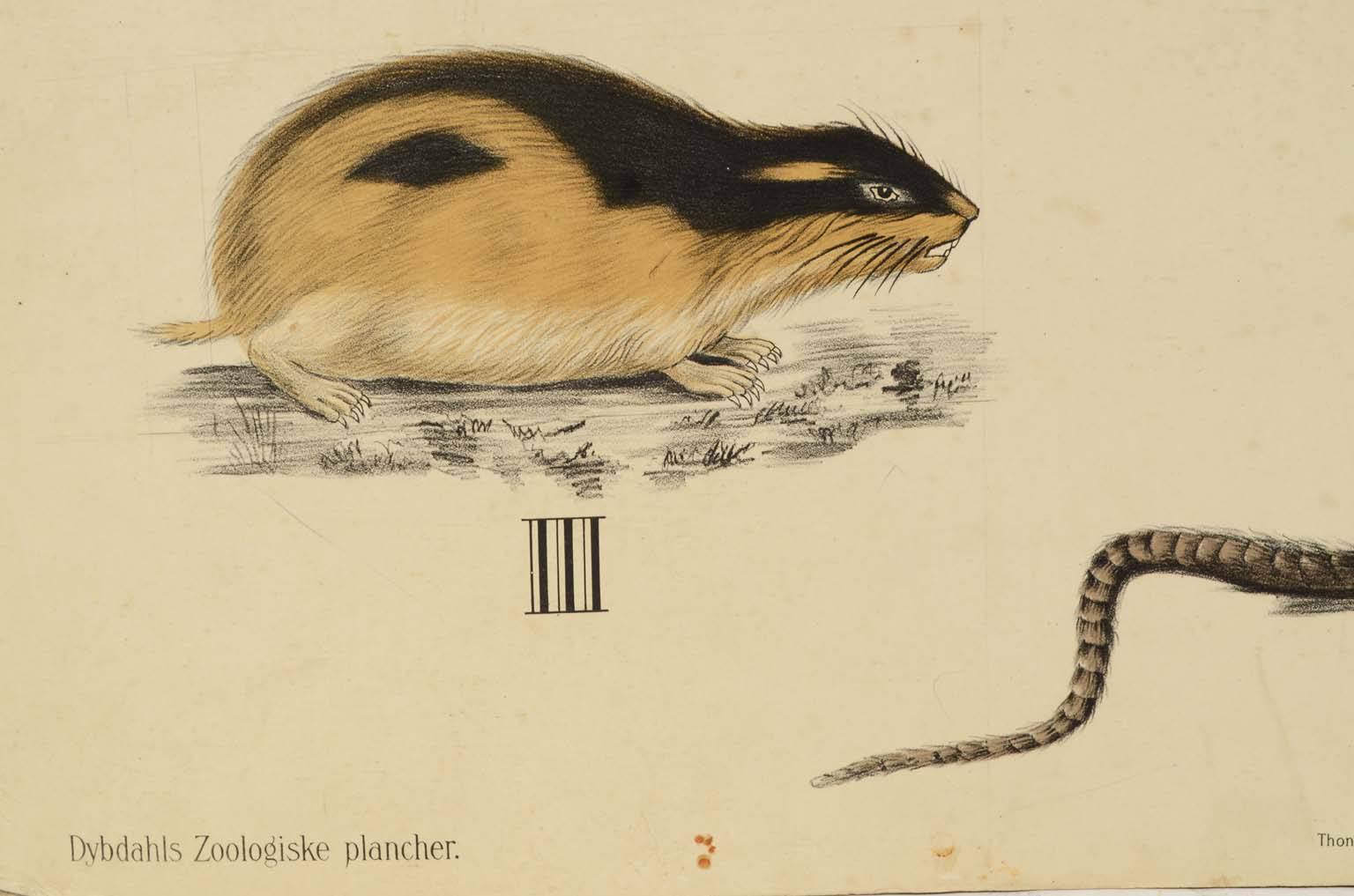 Natural history/577A10-Zoological plate