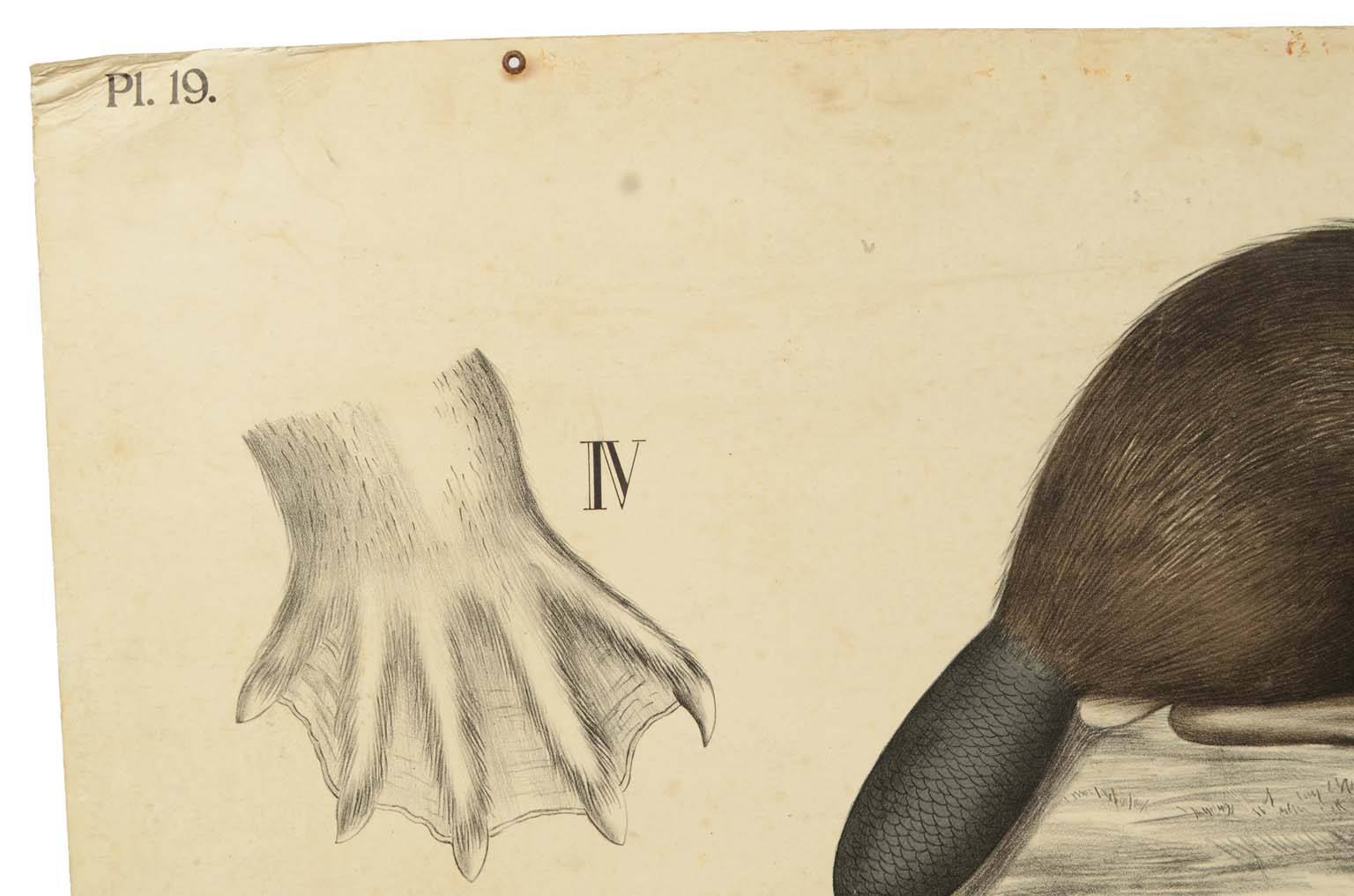 Storia naturale/577A10-Tavola zoologica