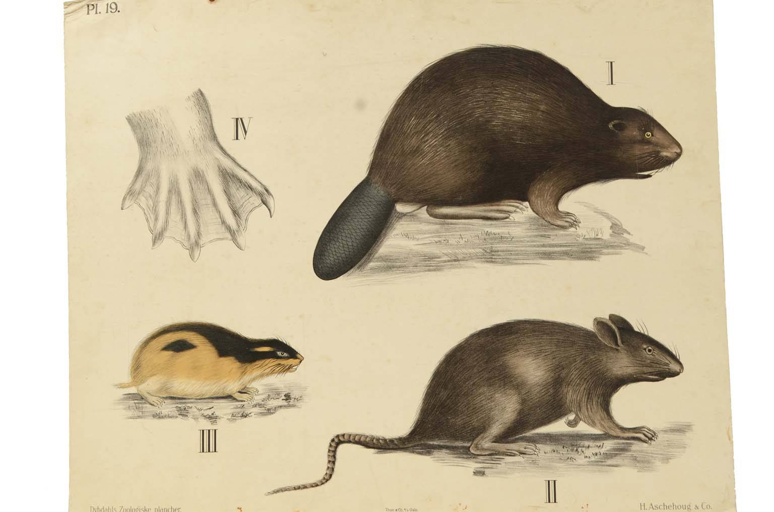Natural history/577A10-Zoological plate