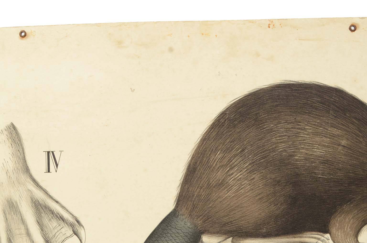 Natural history/577A10-Zoological plate