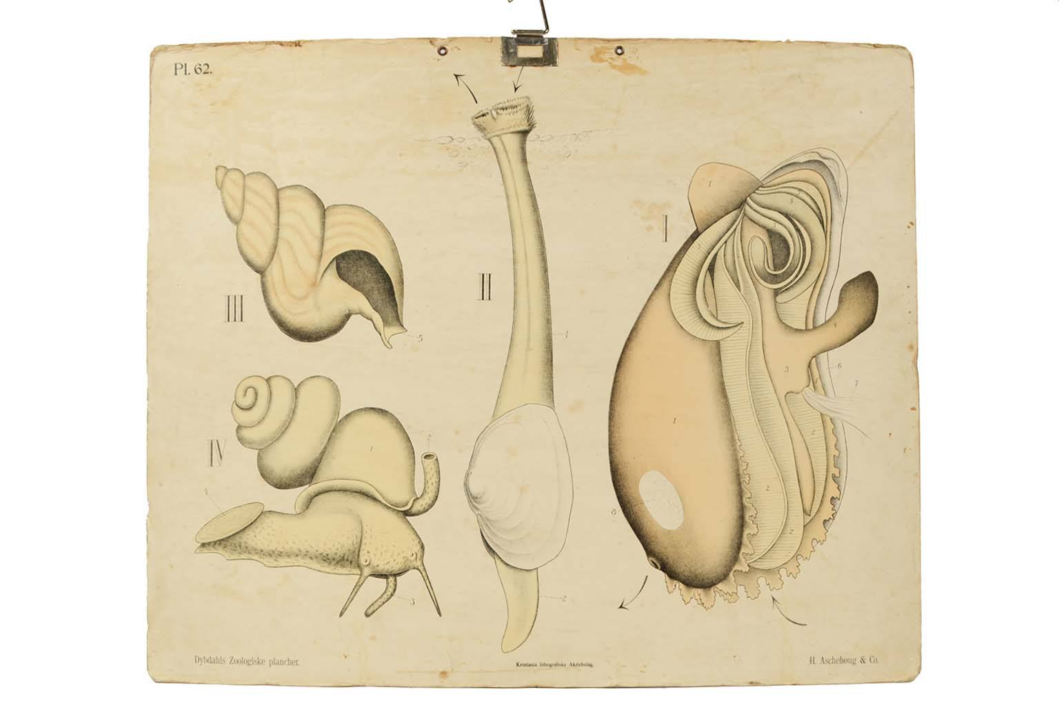 Natural history/577A11-Zoological plate