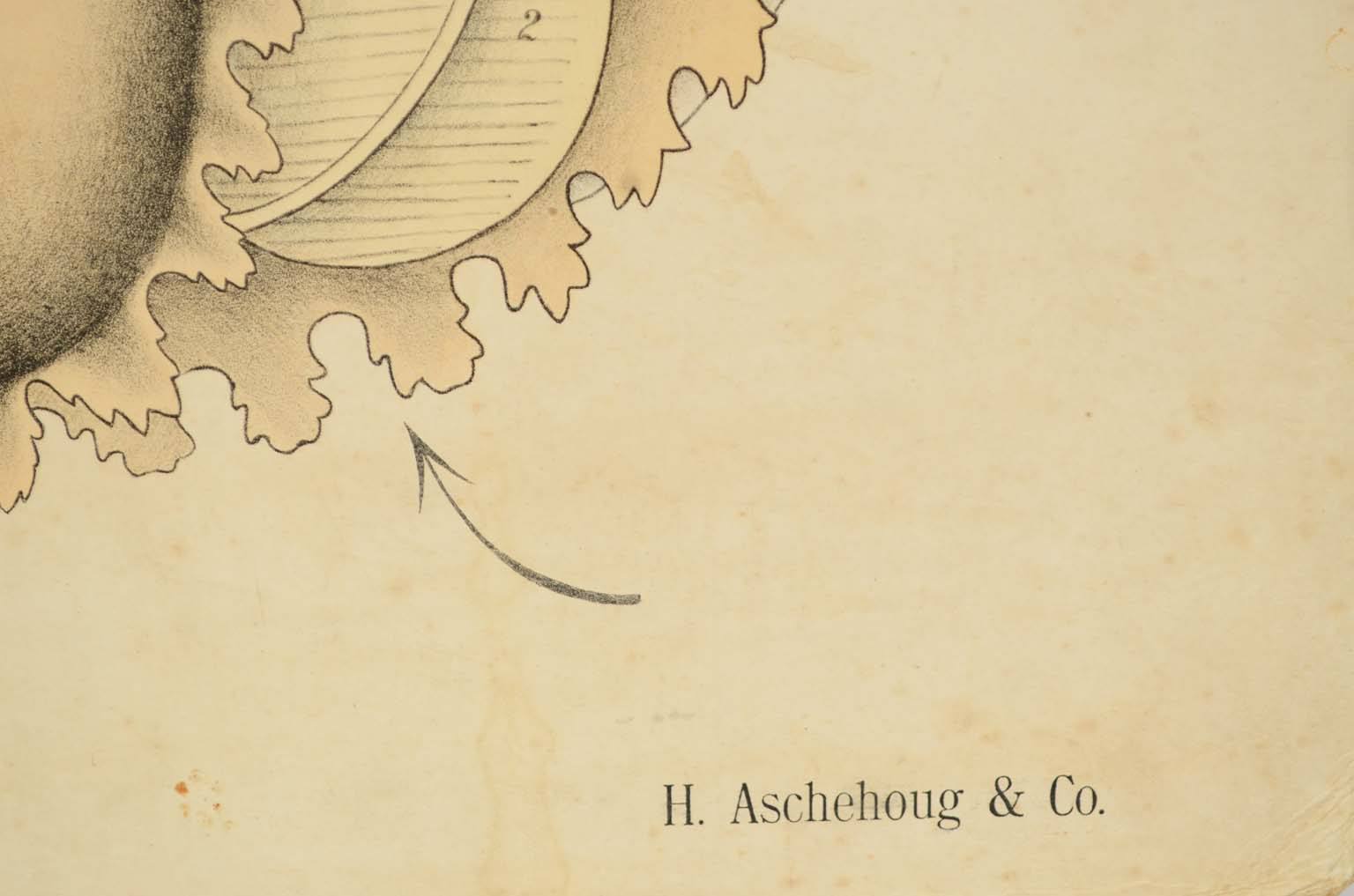 Natural history/577A11-Zoological plate