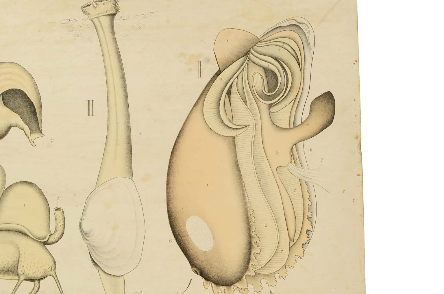 Natural history/577A11-Zoological plate