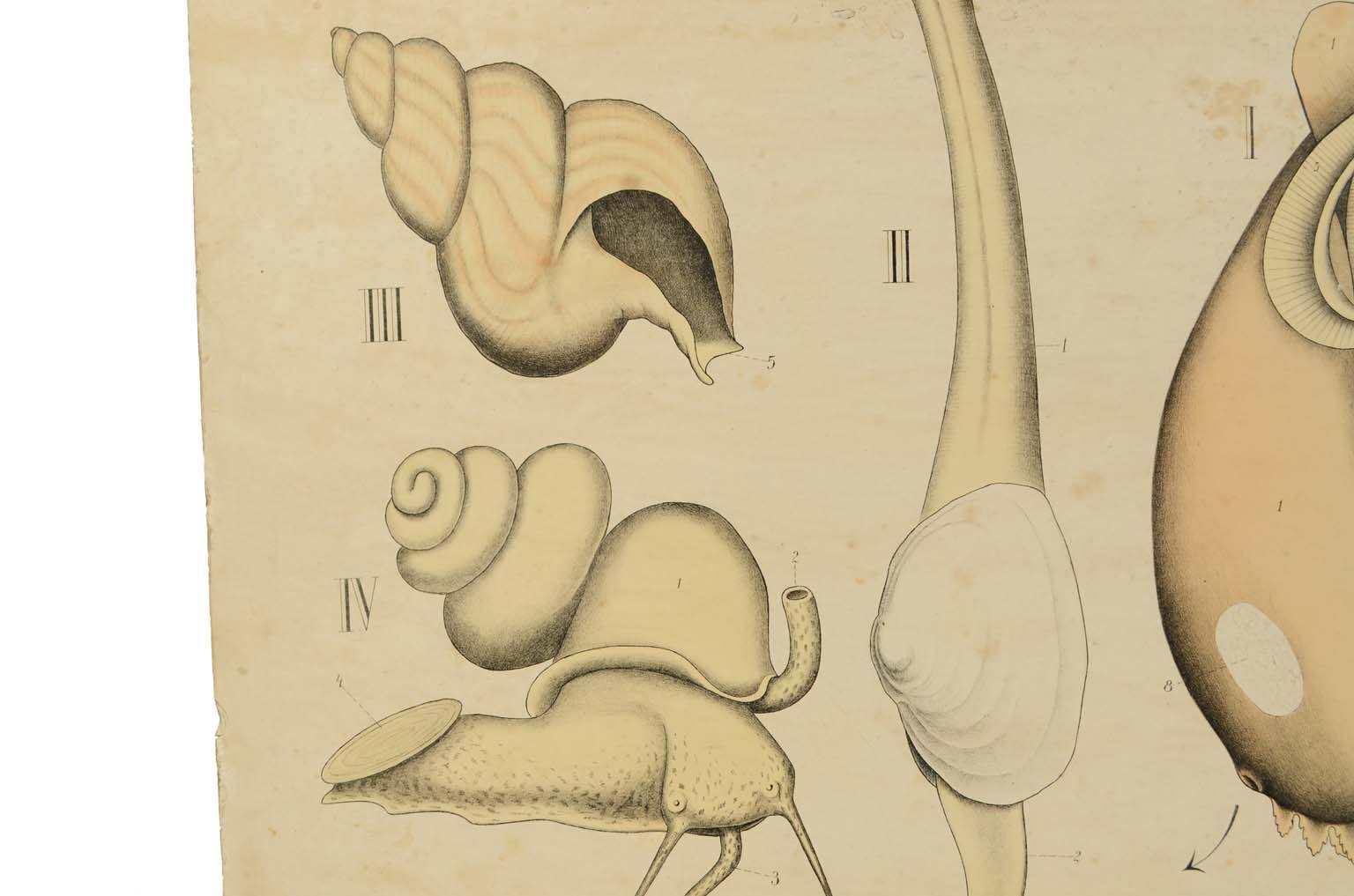 Storia naturale/577A11-Tavola zoologica