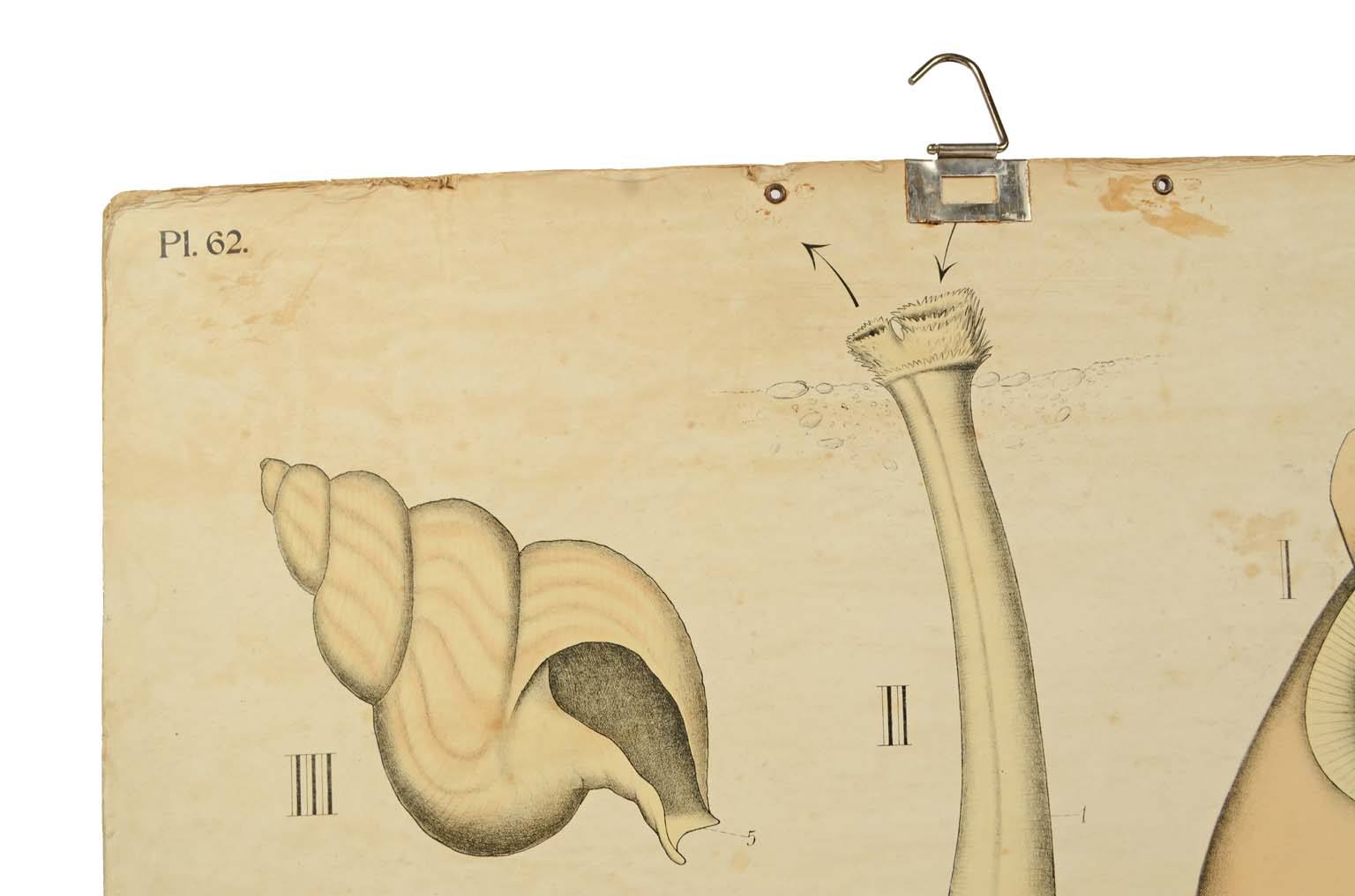 Storia naturale/577A11-Tavola zoologica