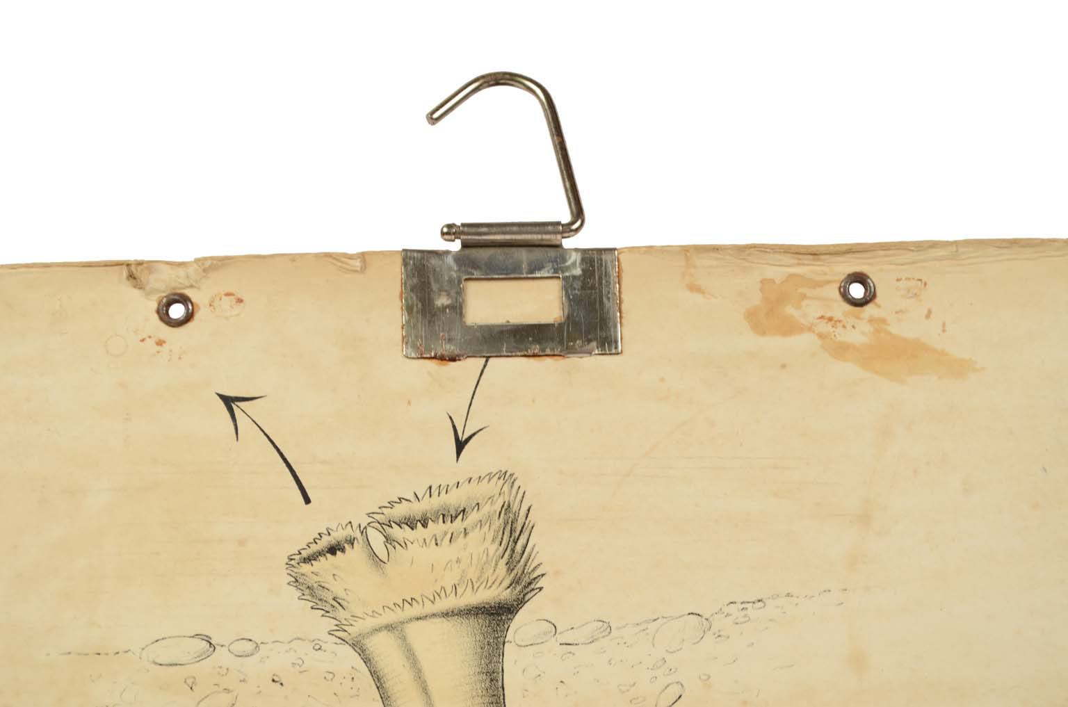 Natural history/577A11-Zoological plate