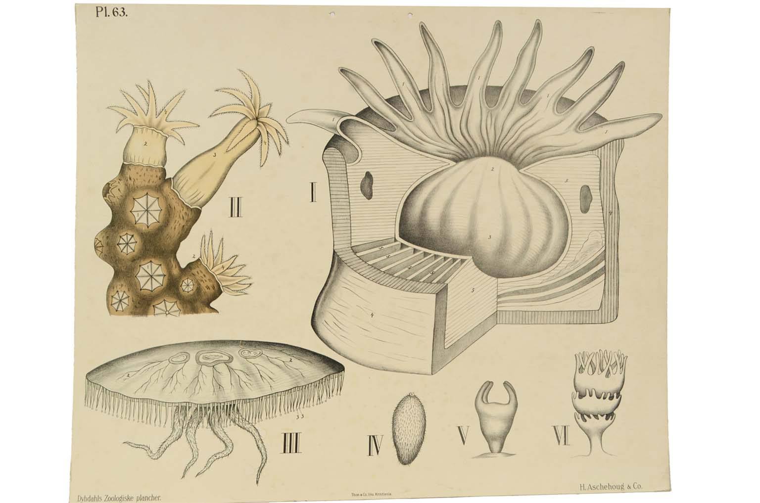 Storia naturale/577A12-Tavola zoologica