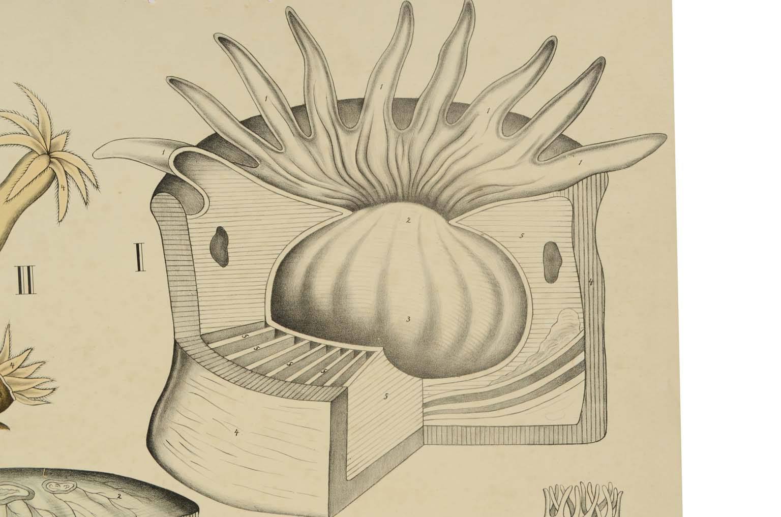 Natural history/577A12-Zoological plate