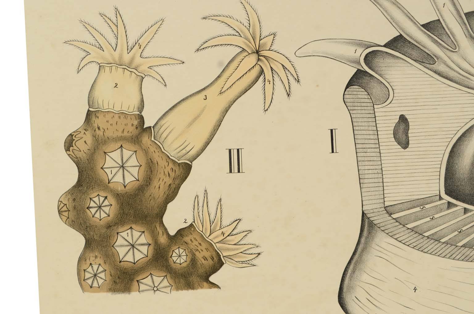Storia naturale/577A12-Tavola zoologica