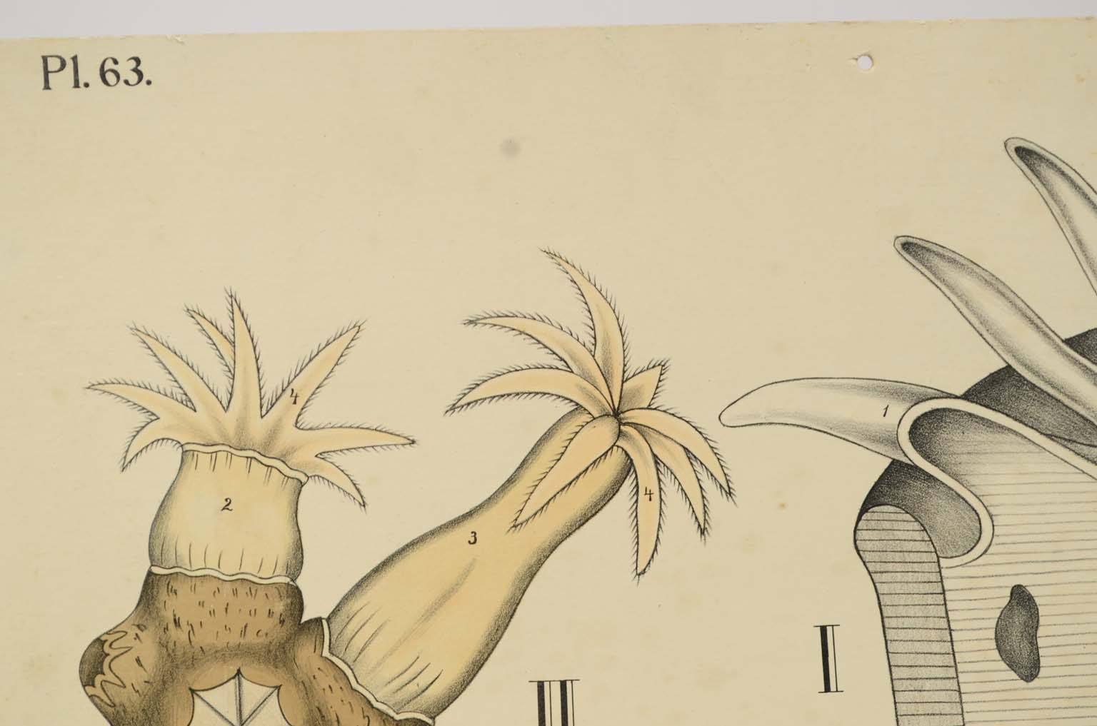 Natural history/577A12-Zoological plate