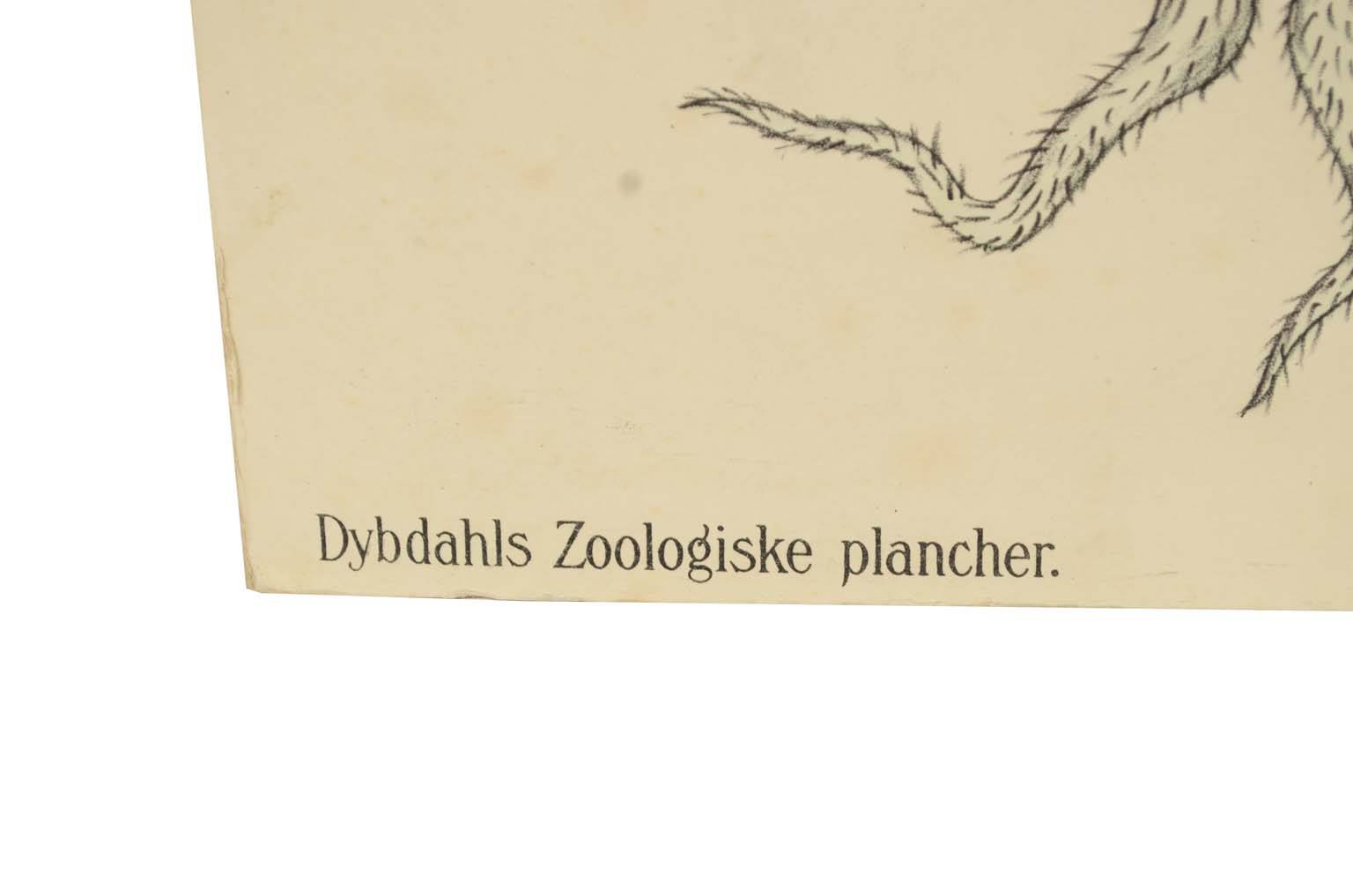 Natural history/577A12-Zoological plate