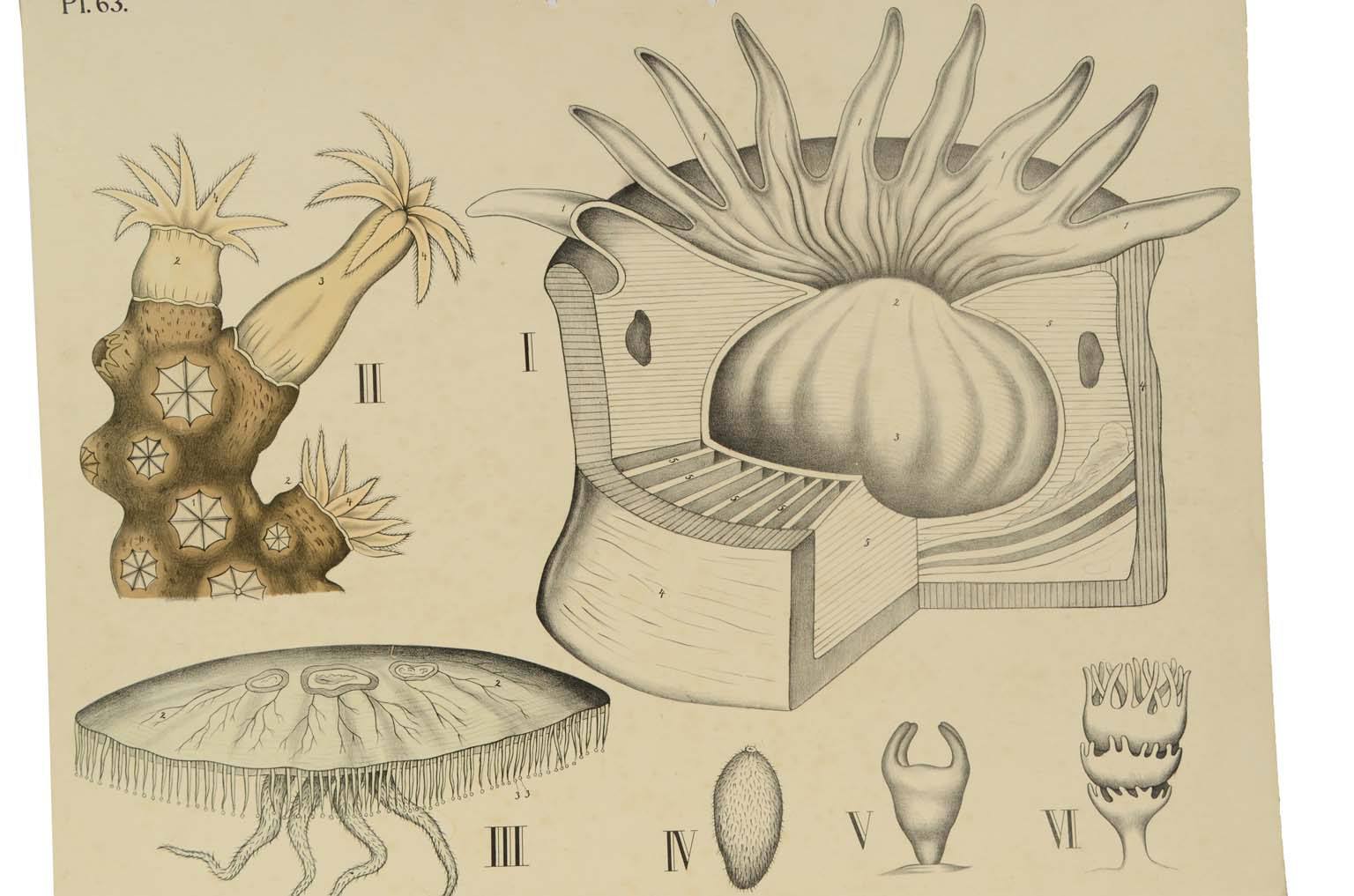 Natural history/577A12-Zoological plate