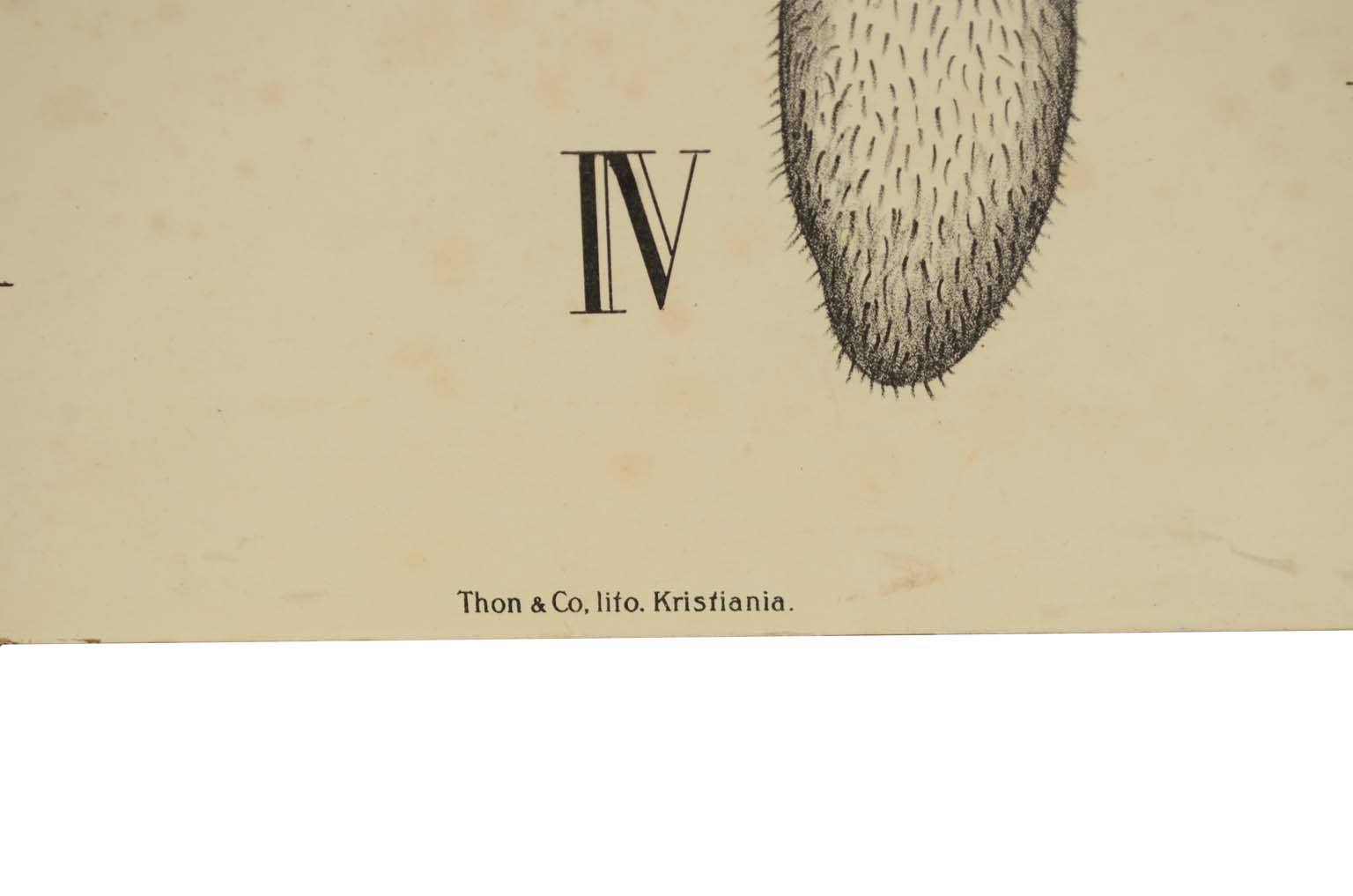 Natural history/577A12-Zoological plate