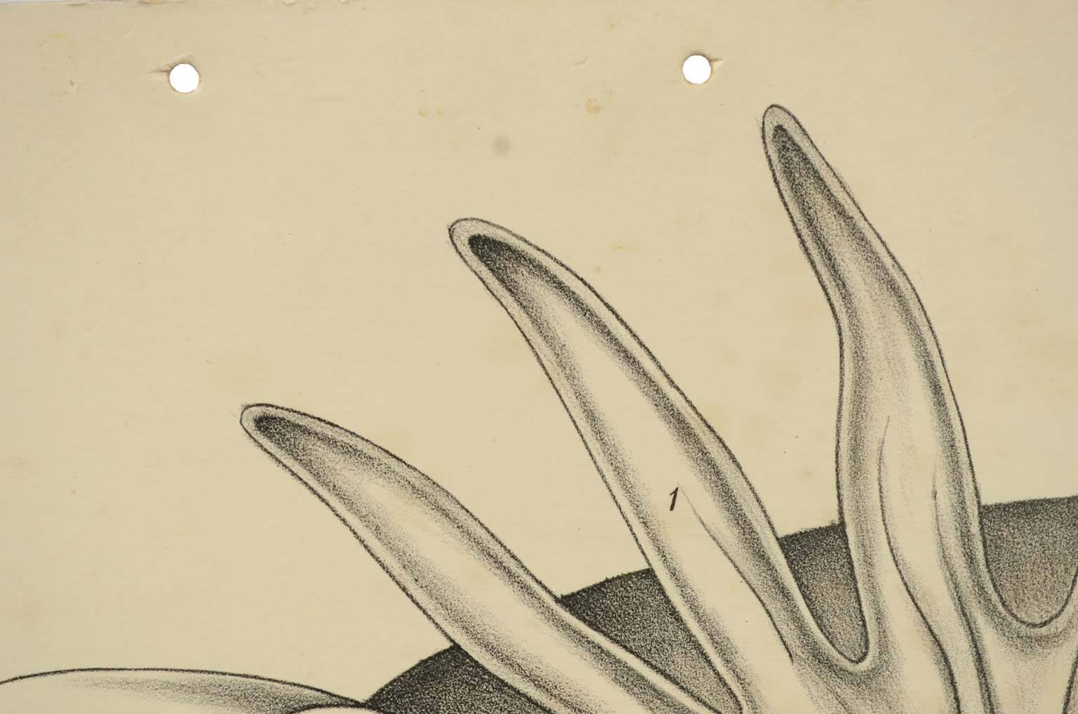 Natural history/577A12-Zoological plate