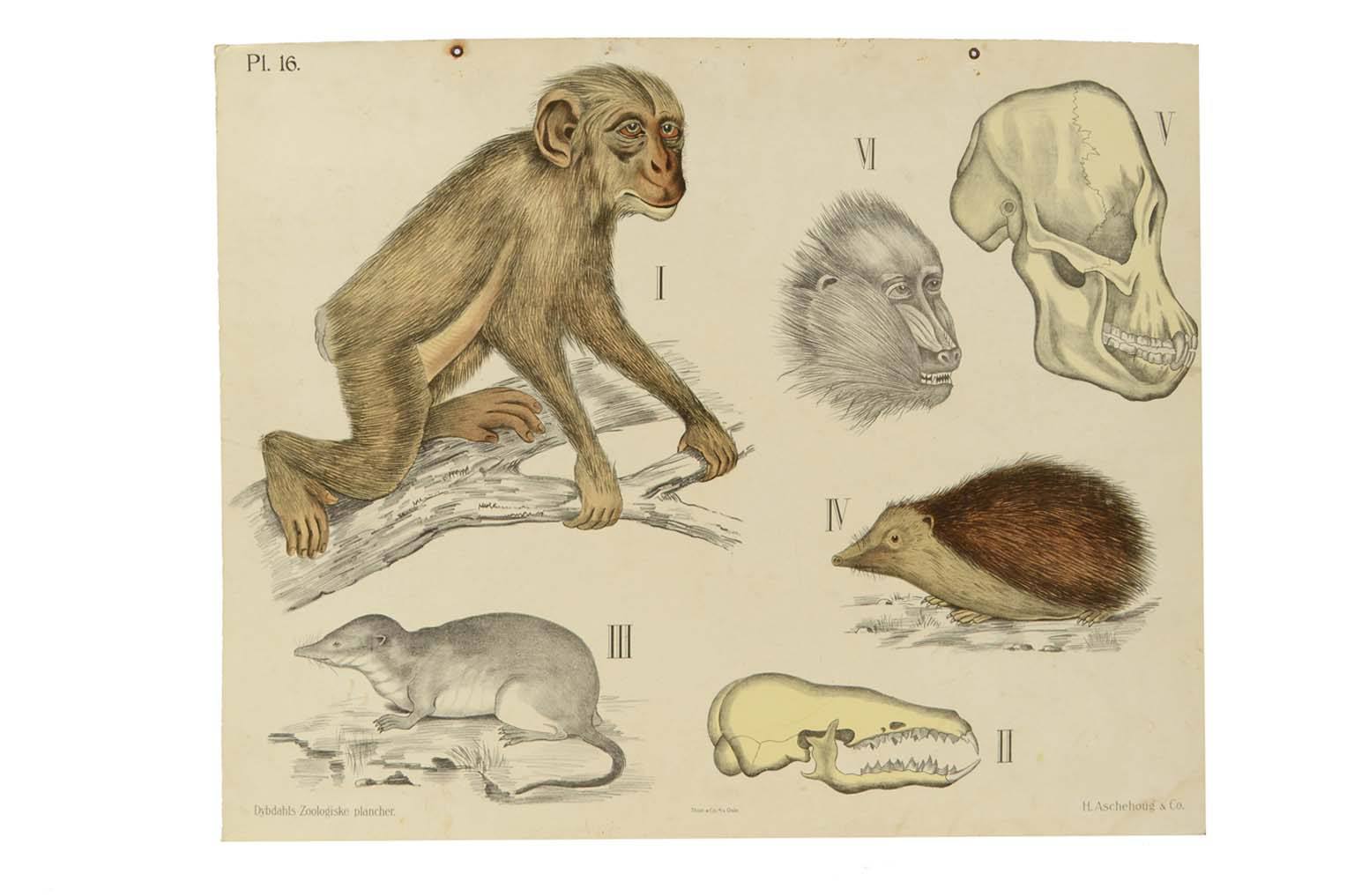 Storia naturale/577A14-Tavola zoologica