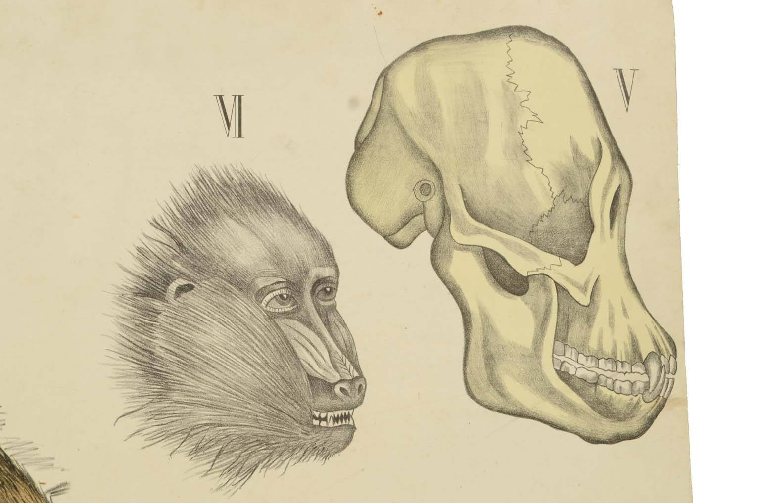 Natural history/577A14-Zoological plate
