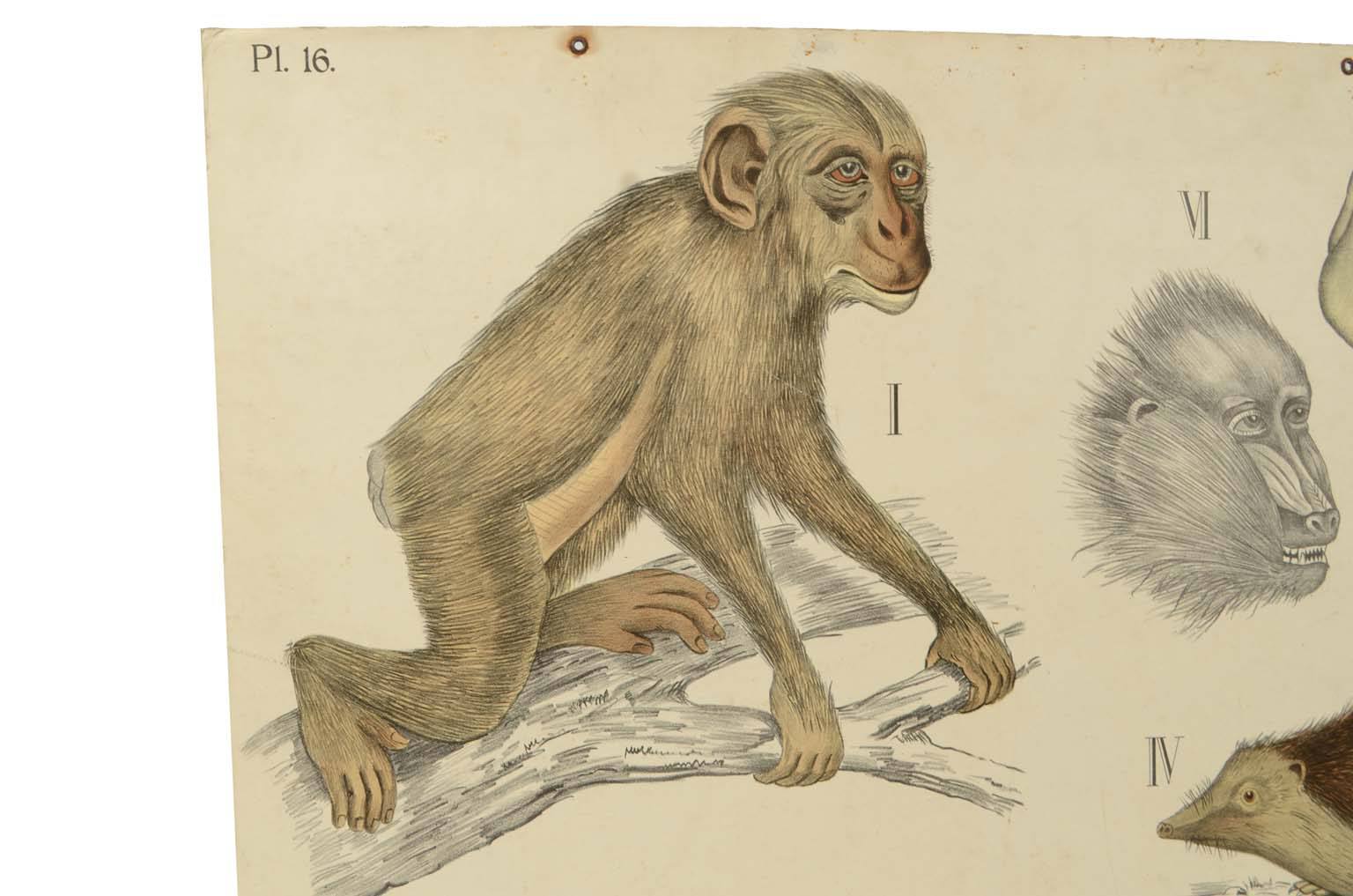 Natural history/577A14-Zoological plate