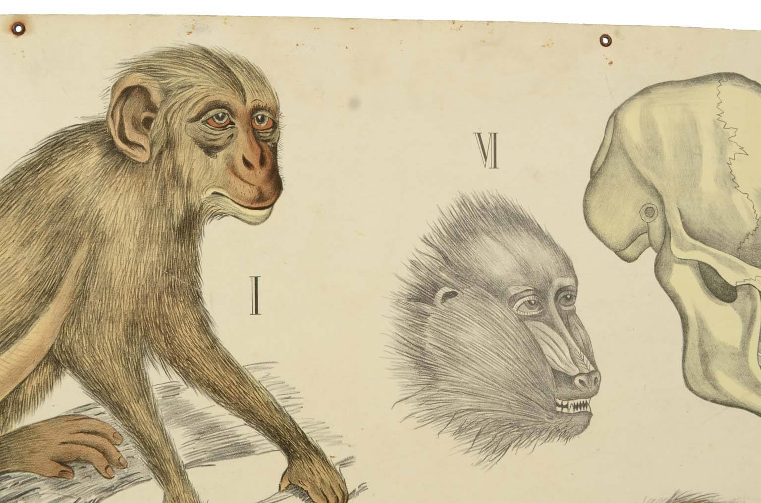 Natural history/577A14-Zoological plate