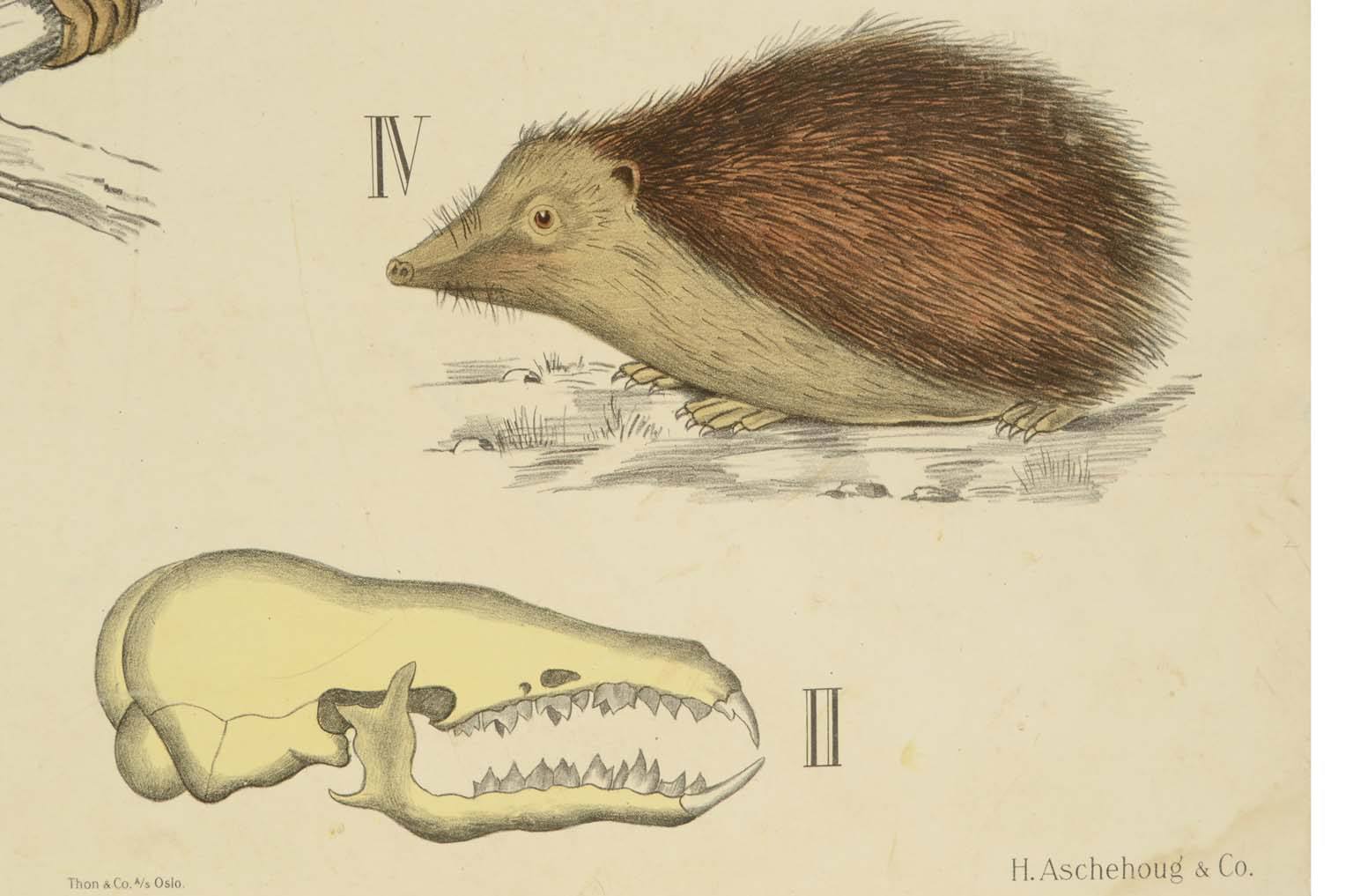 Natural history/577A14-Zoological plate