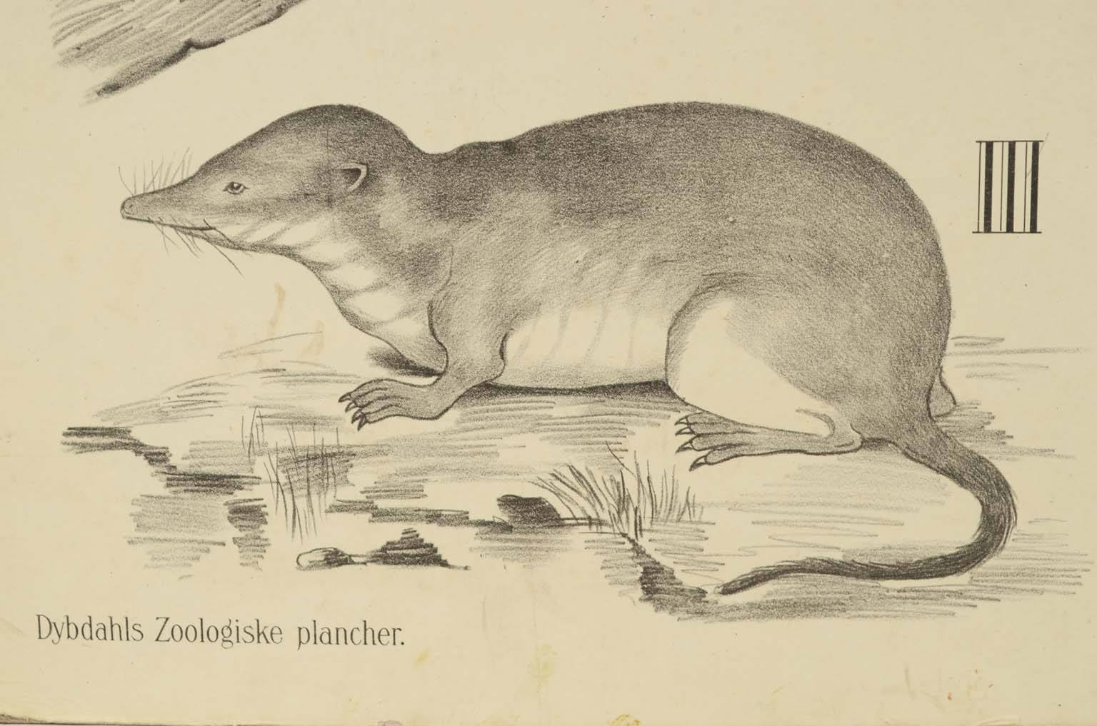 Natural history/577A14-Zoological plate