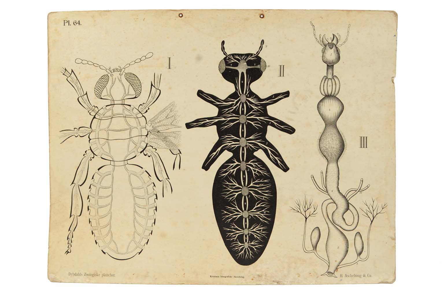 Natural history/577A3-Zoological plate