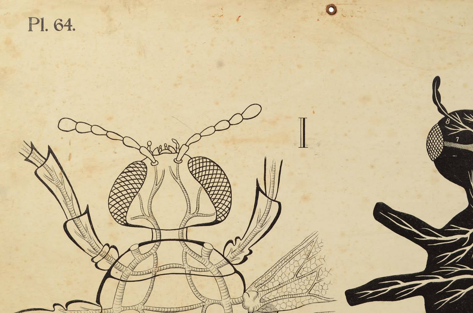 Natural history/577A3-Zoological plate