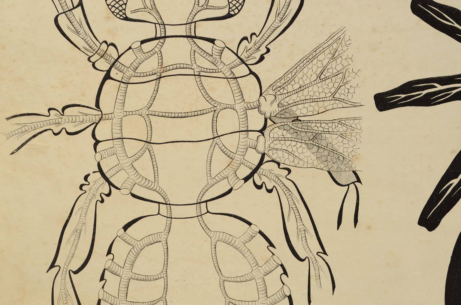 Storia naturale/577A3-Tavola zoologica