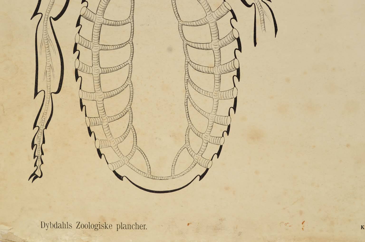 Storia naturale/577A3-Tavola zoologica