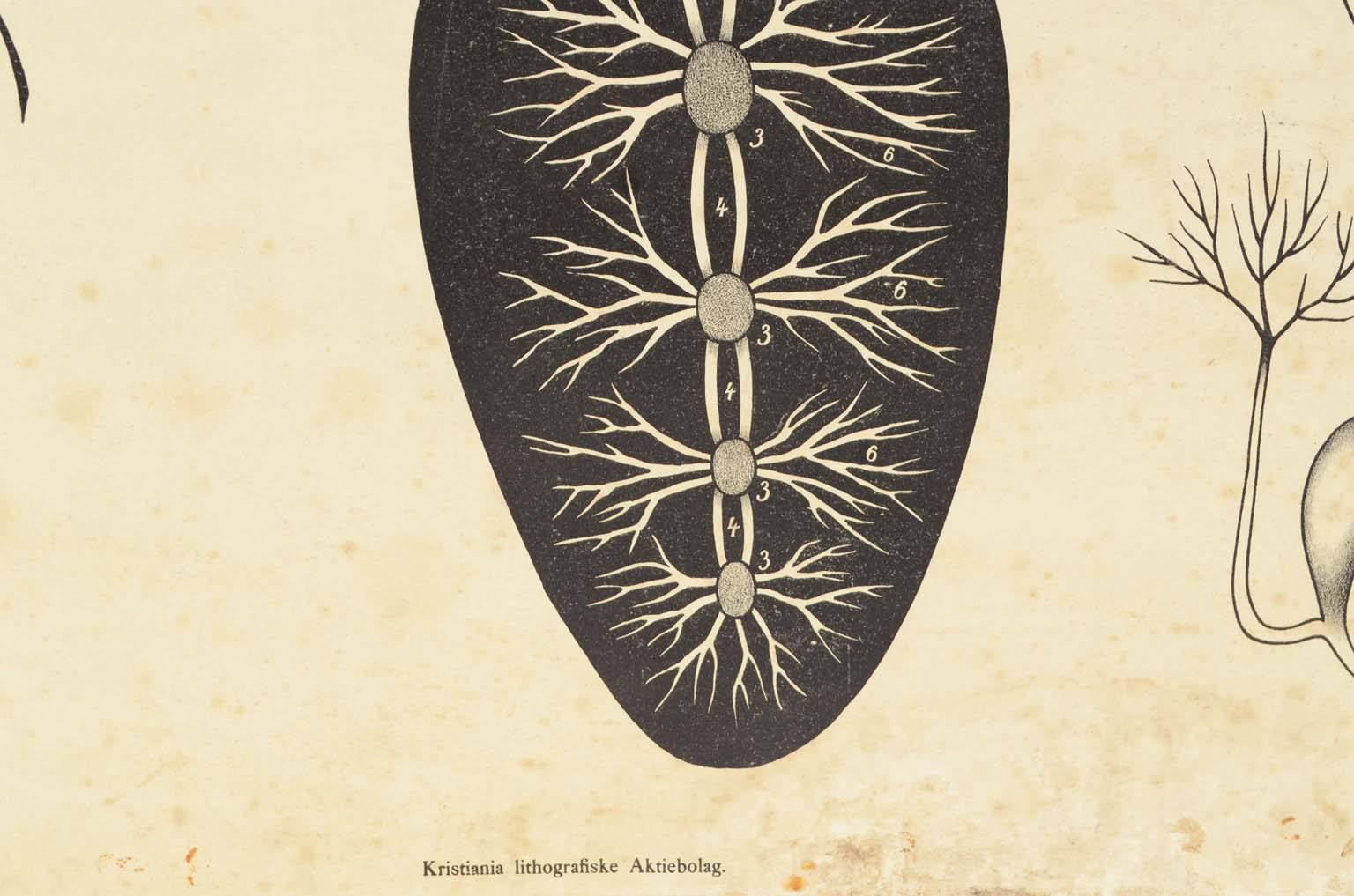 Natural history/577A3-Zoological plate