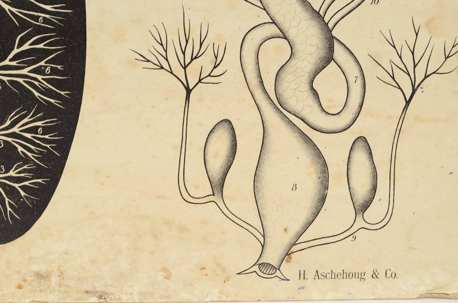 Storia naturale/577A3-Tavola zoologica