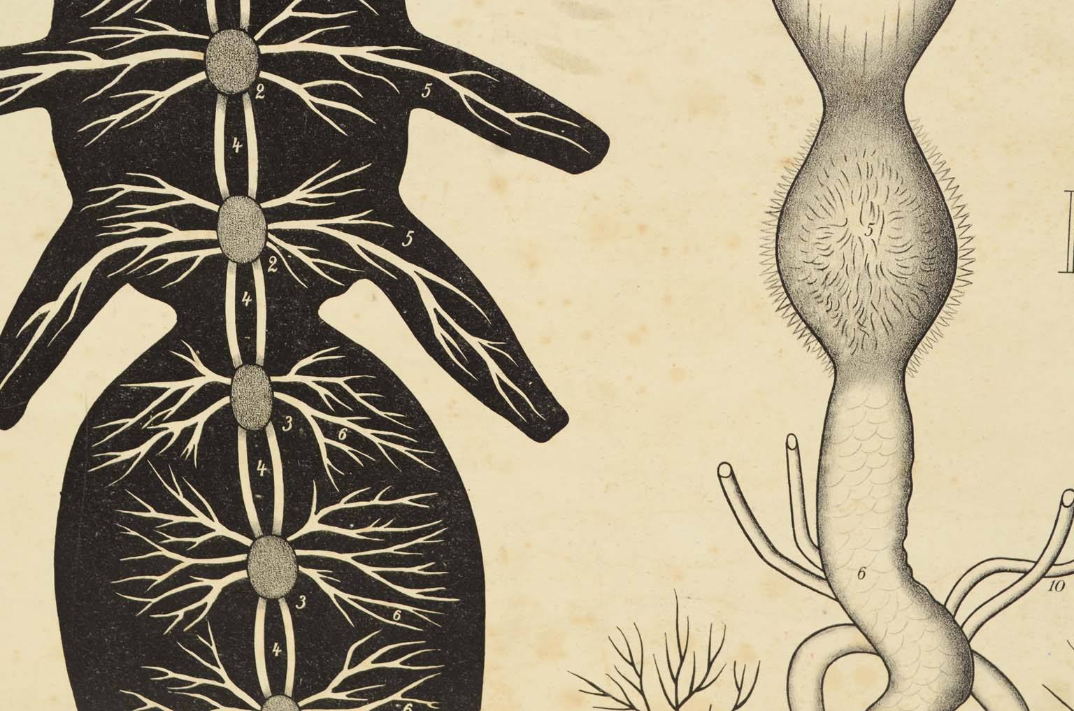 Storia naturale/577A3-Tavola zoologica