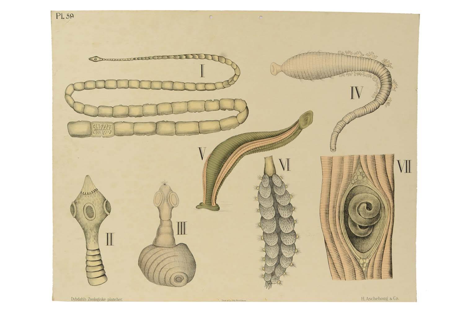 Natural history/577A5-Zoological plate