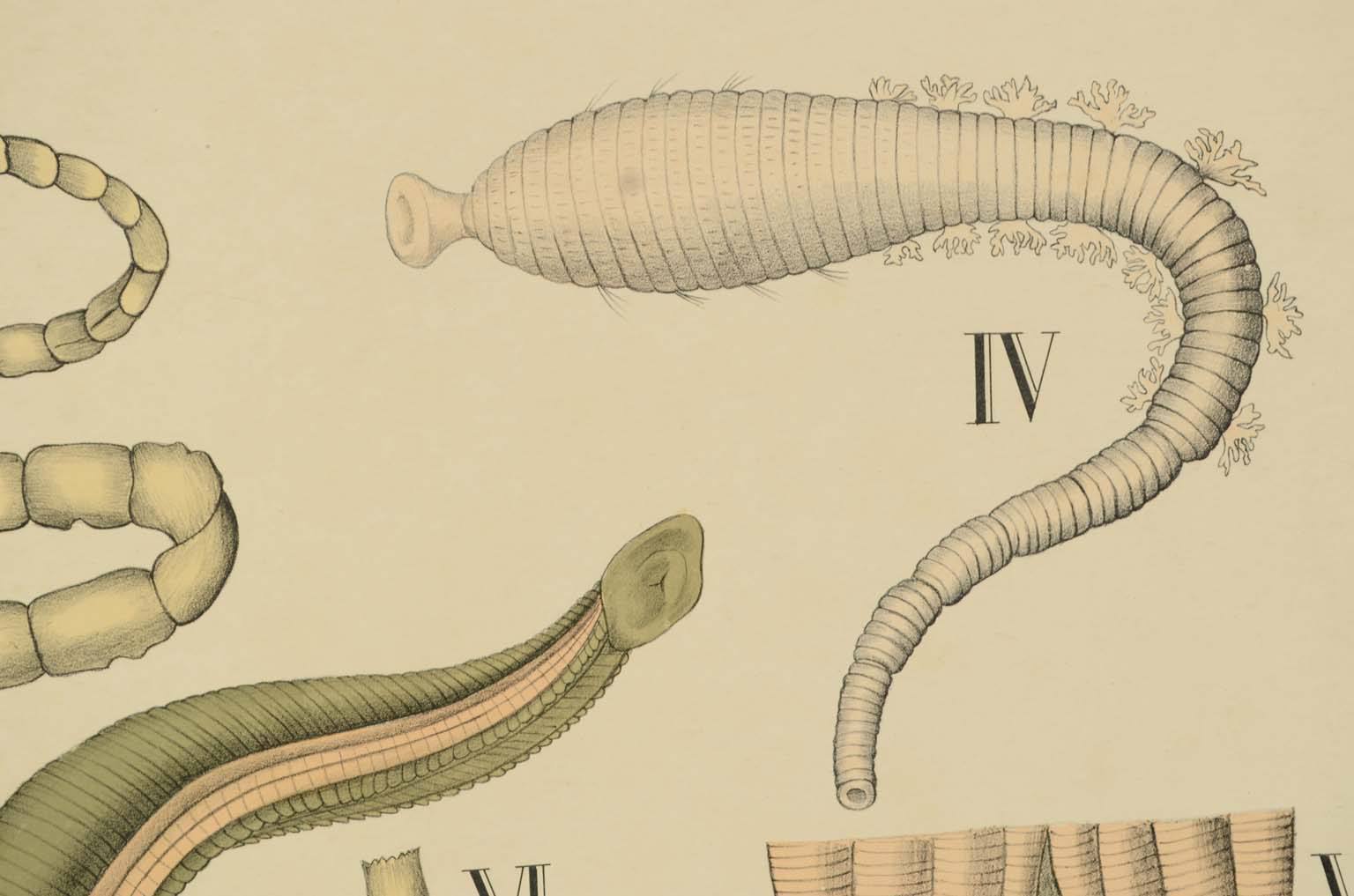 Natural history/577A5-Zoological plate