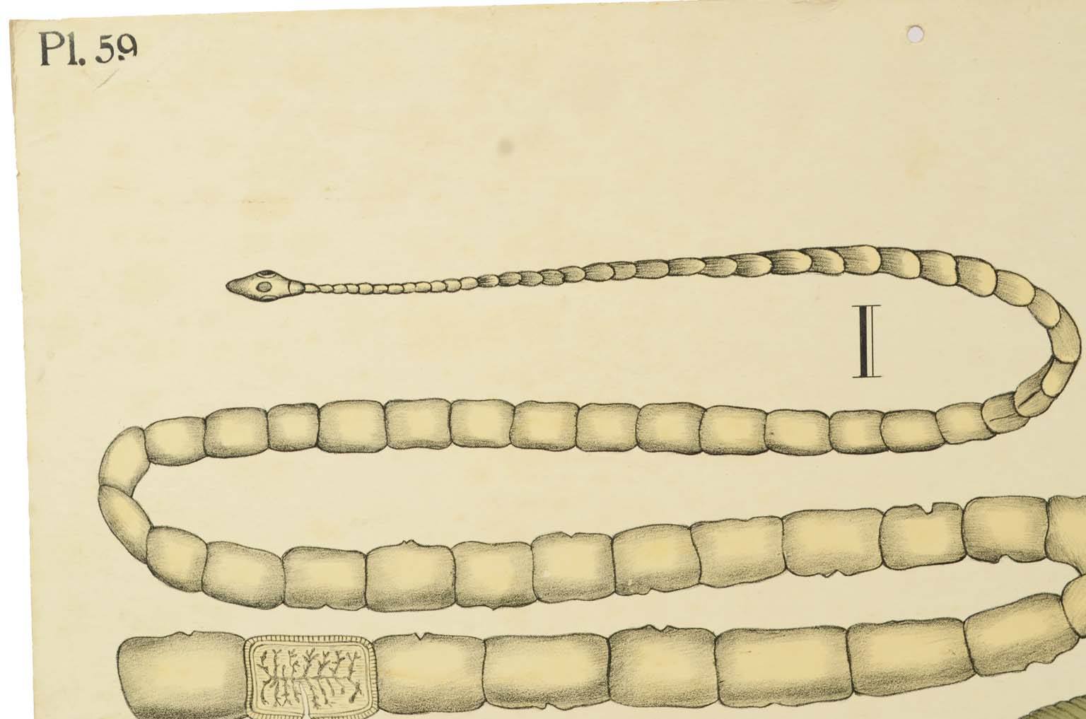 Natural history/577A5-Zoological plate