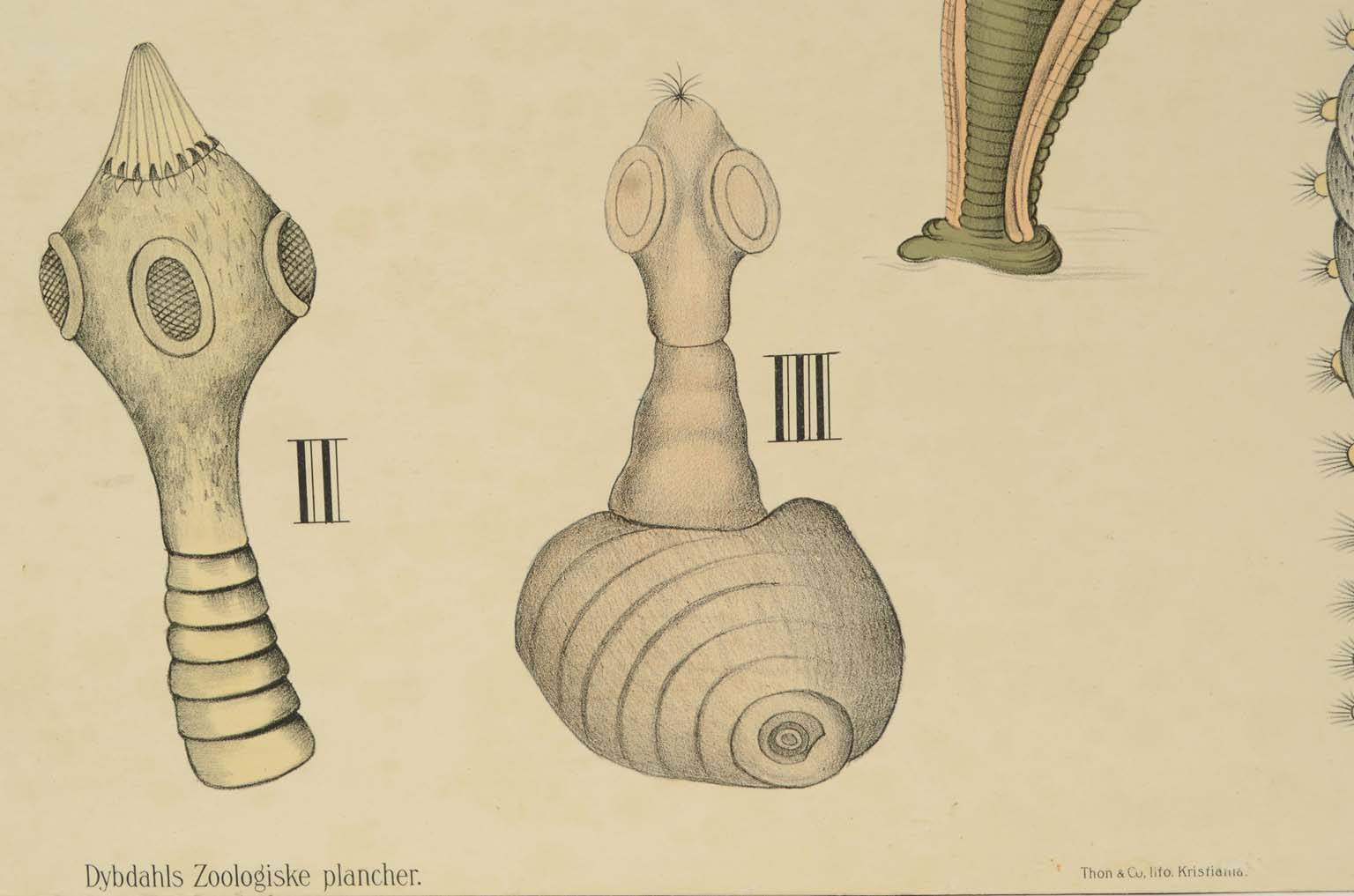 Storia naturale/577A5-Tavola zoologica