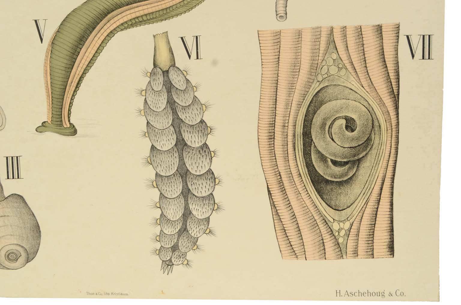 Storia naturale/577A5-Tavola zoologica