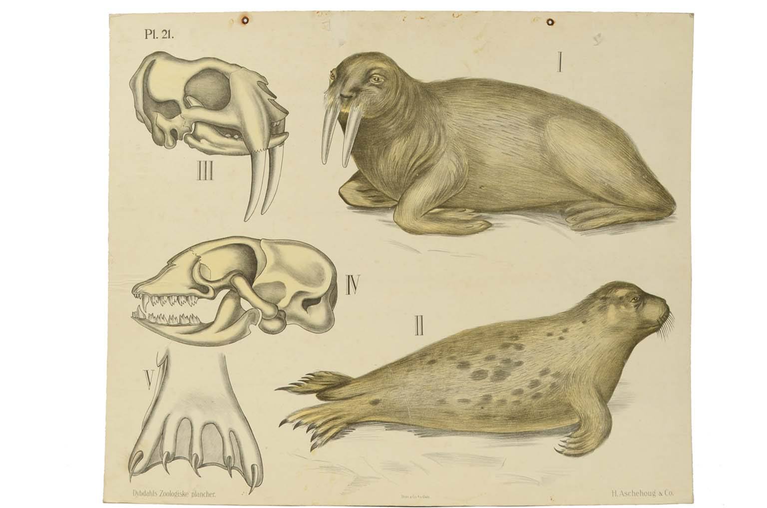 Natural history/577A6-Zoological plate