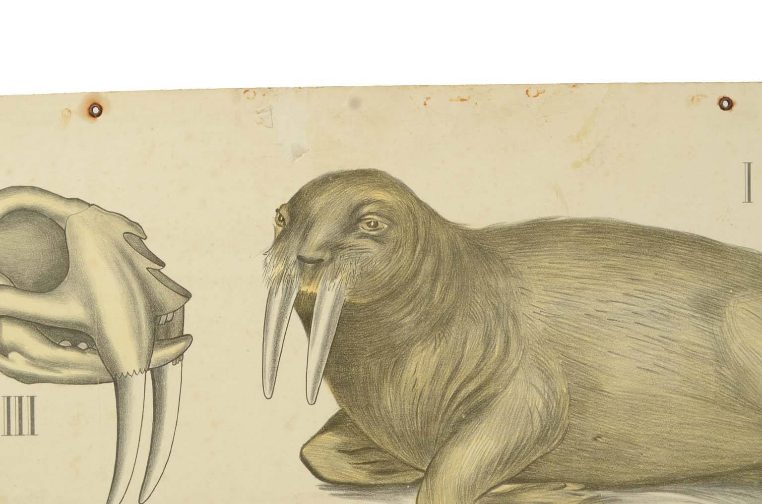 Natural history/577A6-Zoological plate