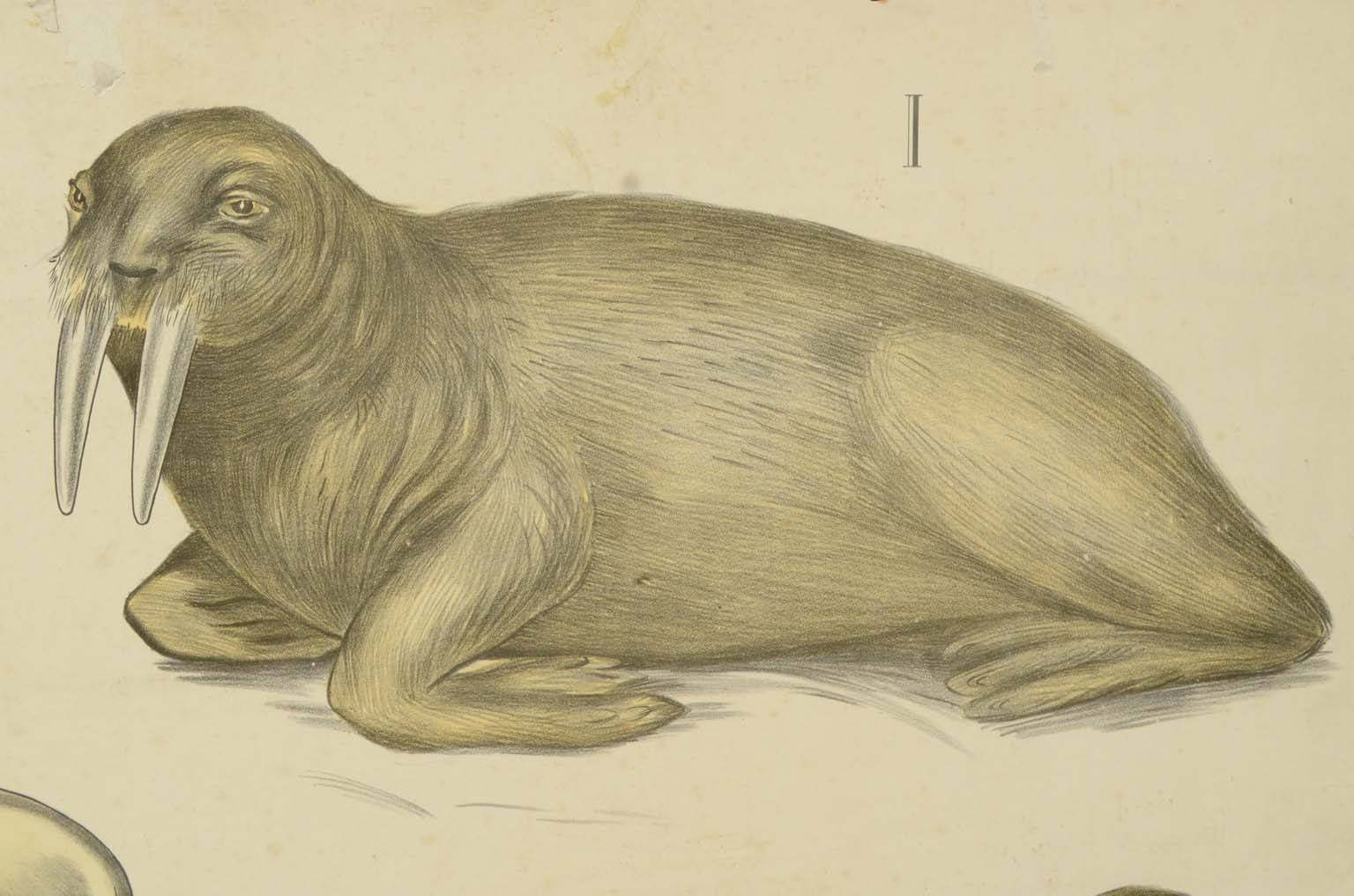 Storia naturale/577A6-Tavola zoologica