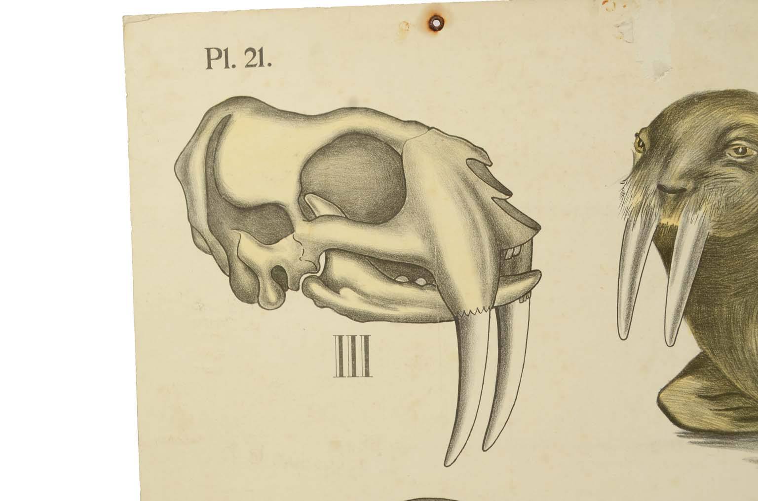 Natural history/577A6-Zoological plate