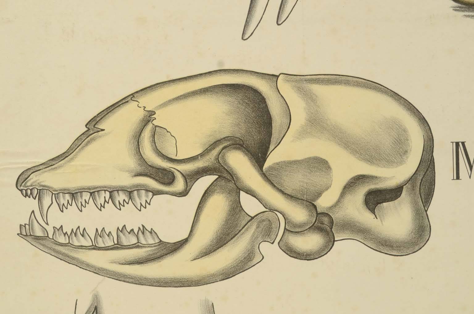 Storia naturale/577A6-Tavola zoologica