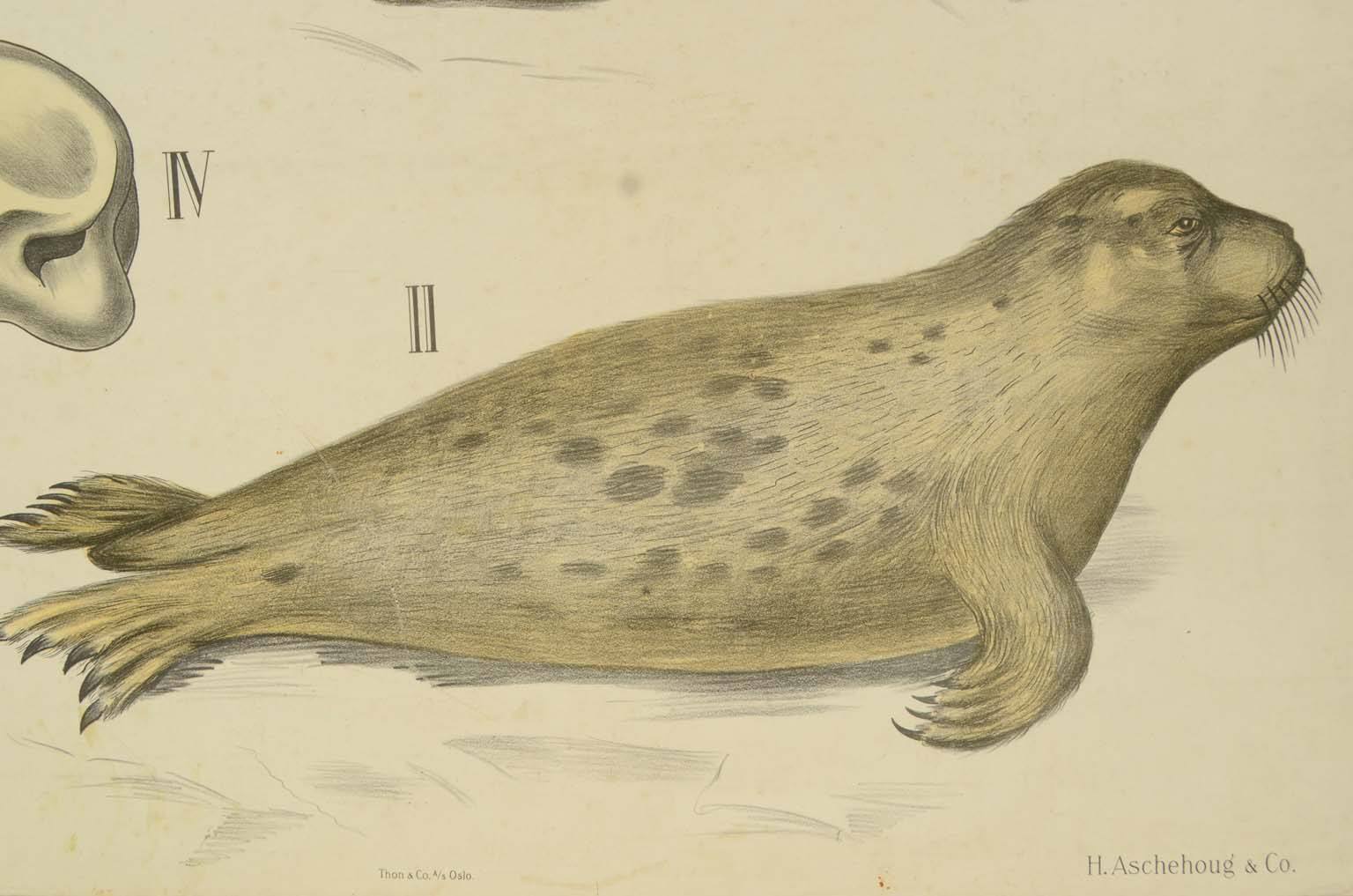Storia naturale/577A6-Tavola zoologica