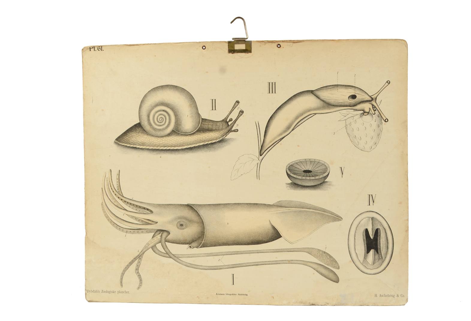 Natural history/577A7-Zoological plate