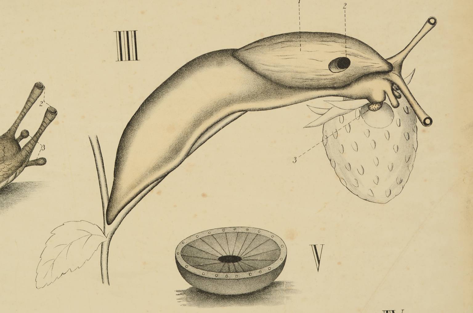 Natural history/577A7-Zoological plate