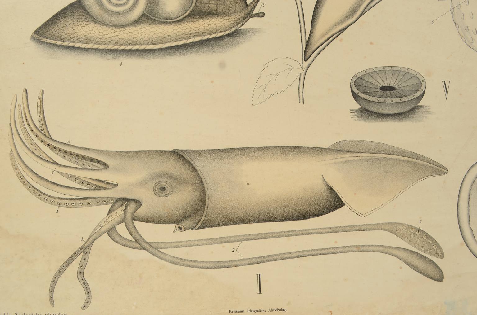 Natural history/577A7-Zoological plate