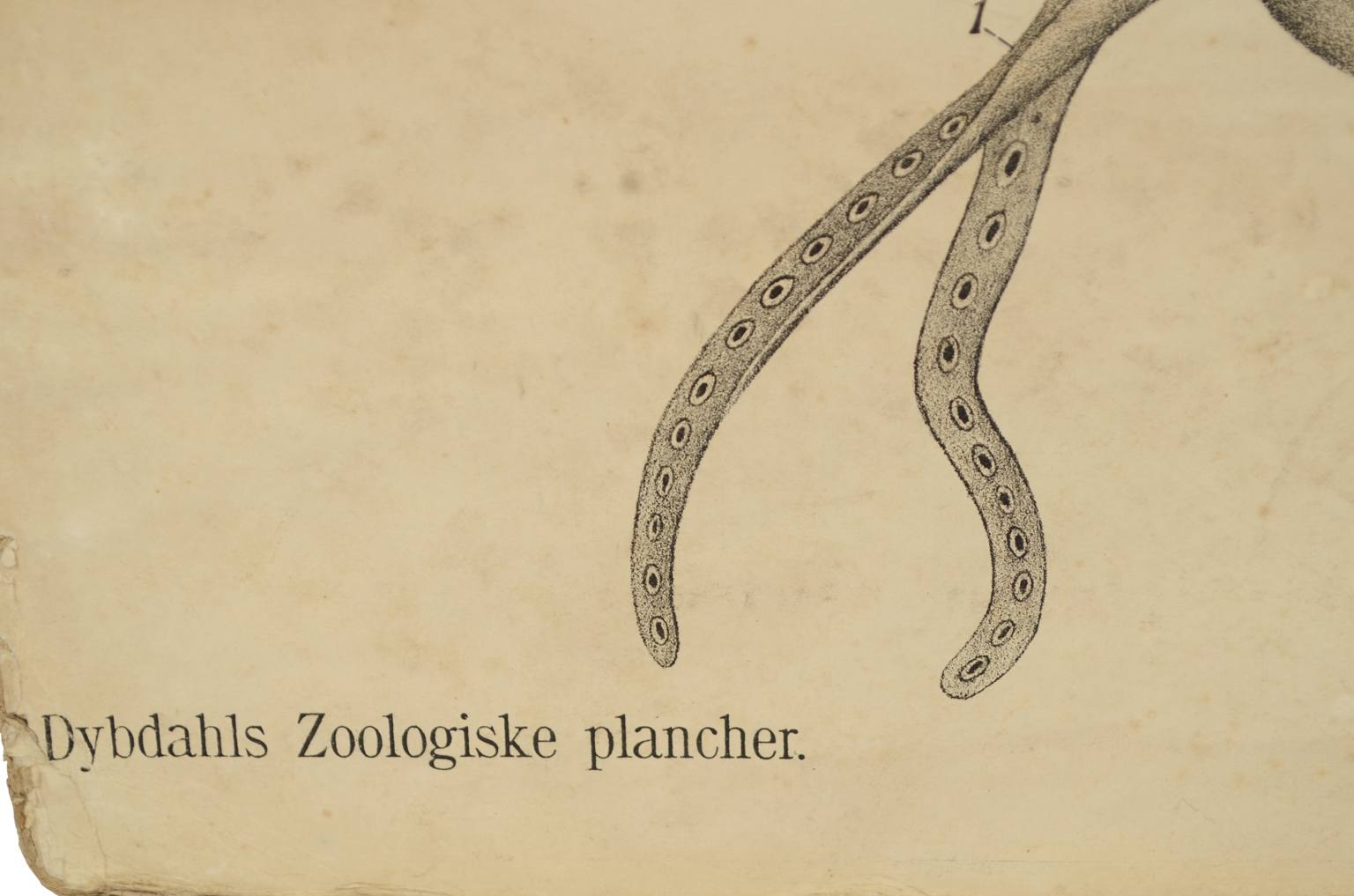 Natural history/577A7-Zoological plate