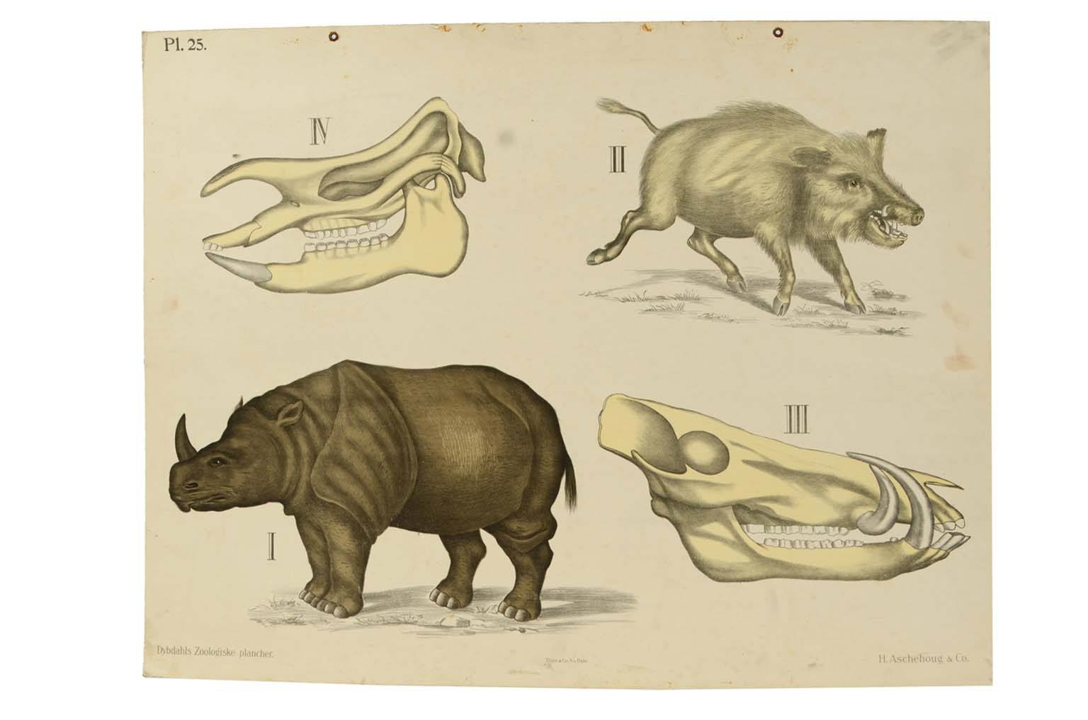 Natural history/577A9-Zoological plate