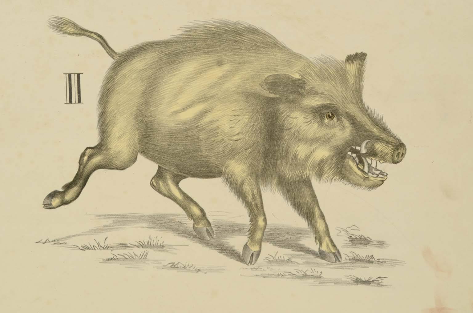 Natural history/577A9-Zoological plate